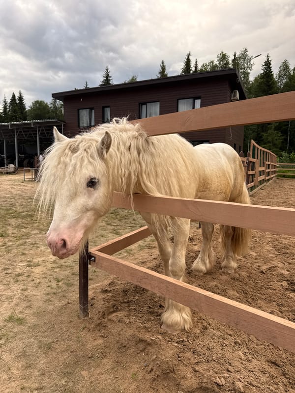 Russian folk estate with animals, cabins, and open-fire grilling