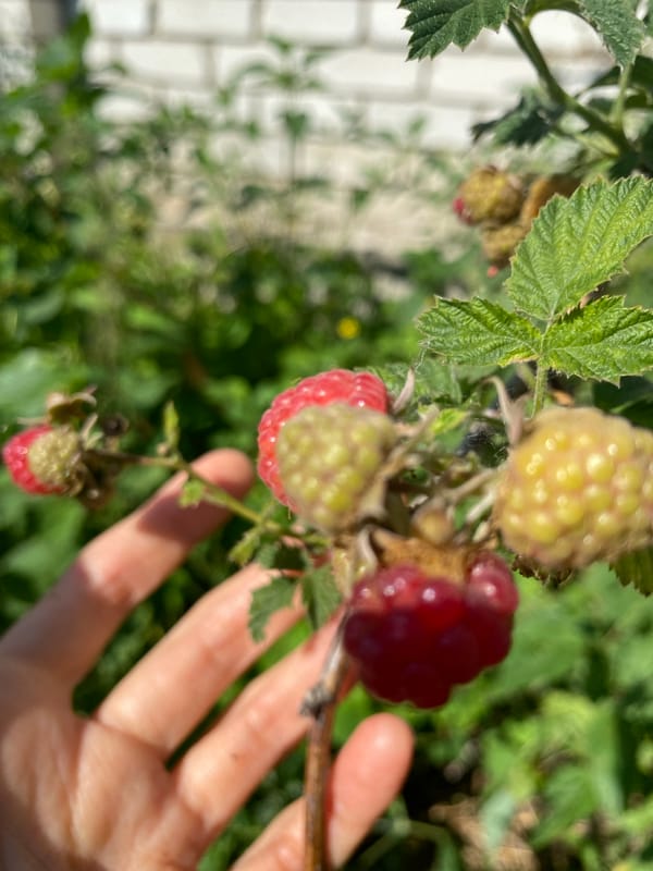 Summer garden and backyard details from Zelenodol'sk, Russia