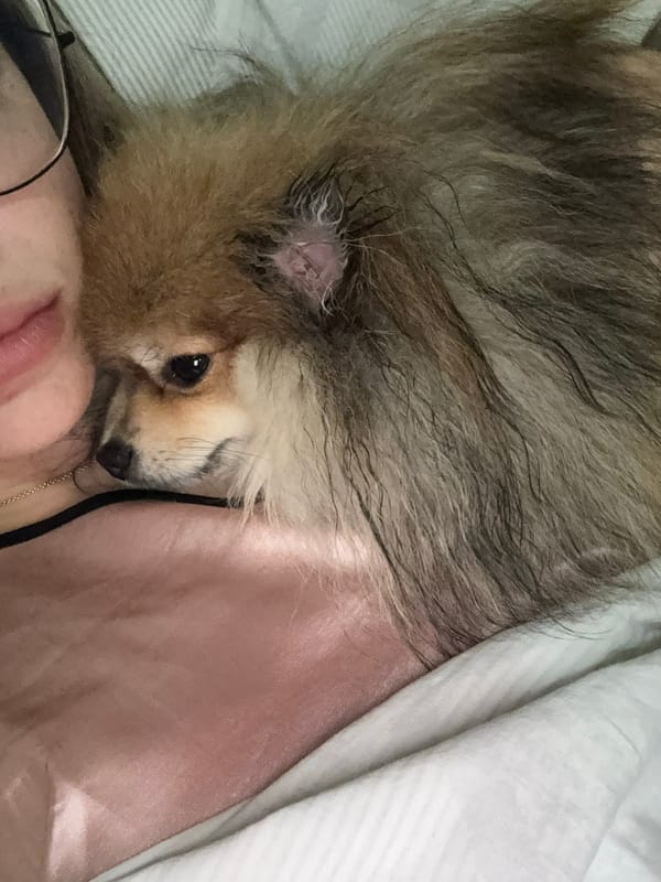 Pomeranian rests close in a calm moment in Nesebar