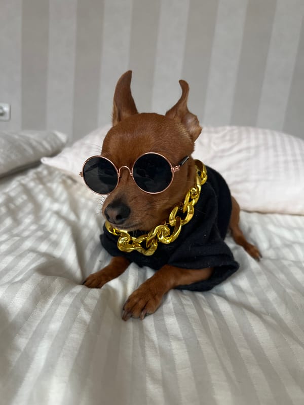 Pet owner documents stylishly-dressed dog's daily life in Bulgaria