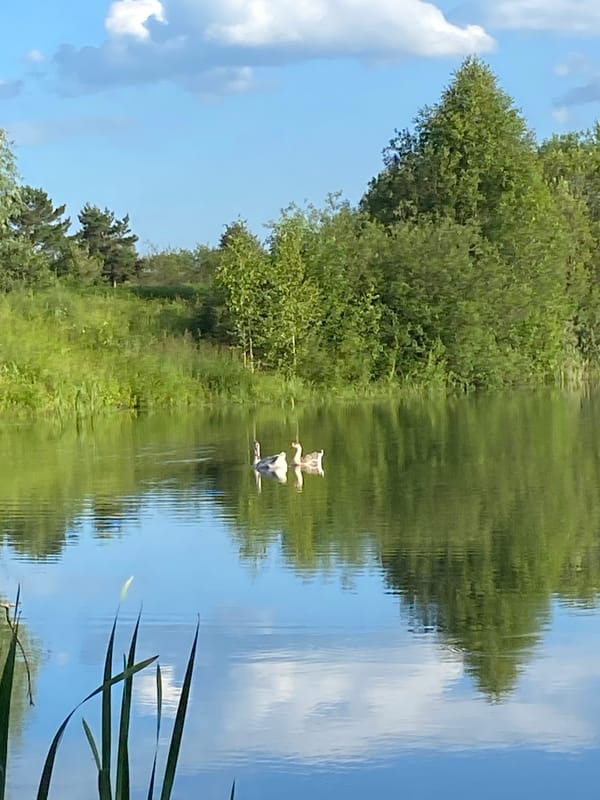 Swans and ducks on a mirrored lake in rural Russia