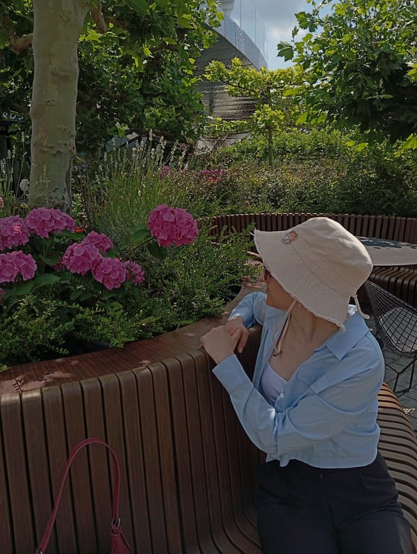Lazy morning on a park bench, pink hydrangeas in full bloom