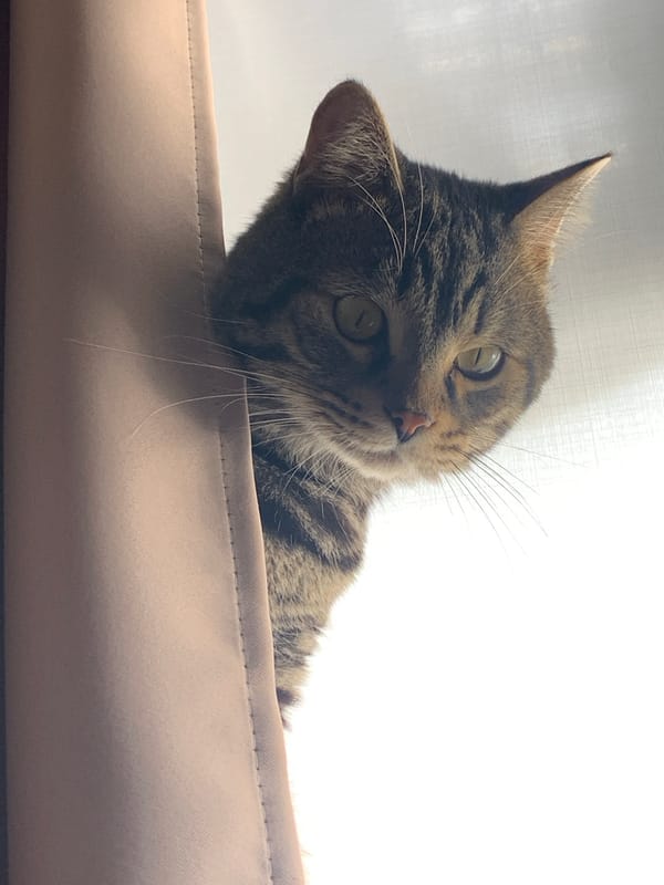 Tabby cat with green eyes documented in various indoor poses