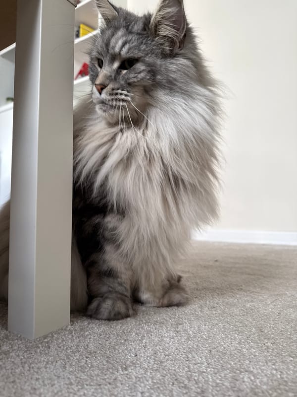 Maine Coon cat photographed at home in Haskovo, Bulgaria