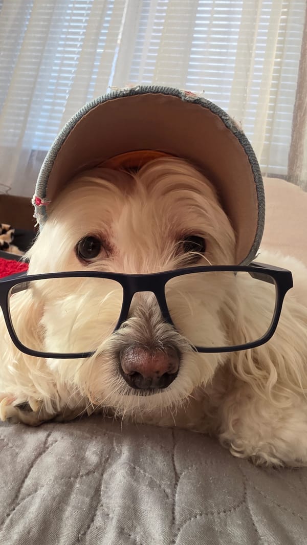 Dog wearing glasses and cap photographed in Bulgaria morning