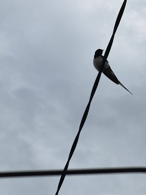Nature documentation captures birds, flowers, chicks in Bulgarian town