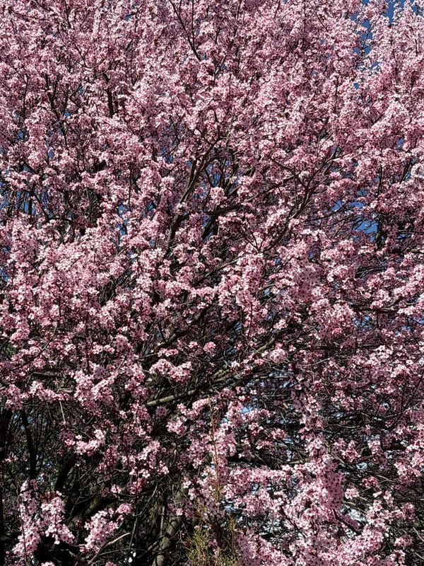 Spring blooms captured in Kazanlak, Bulgaria