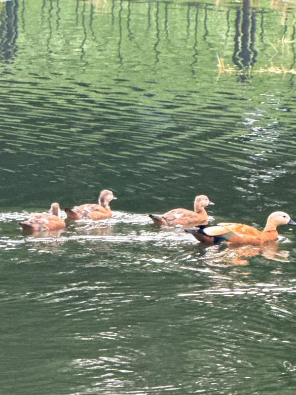Ruddy shelduck family on a Moscow park pond
