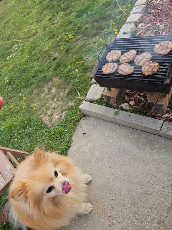 Backyard barbecue draws pets in Krasnovo, Bulgaria
