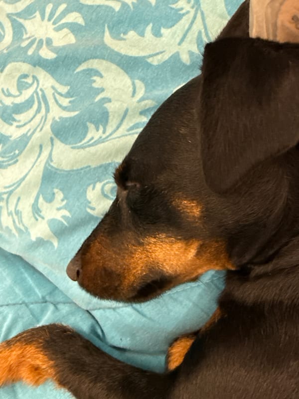 Dachshund sleeps peacefully on blue quilt in Burgas