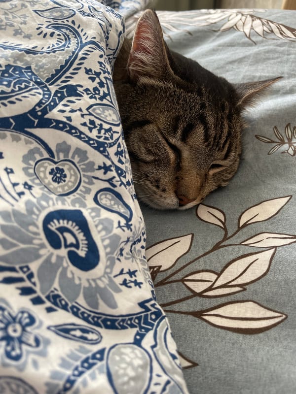 Tabby cat sleeps on patterned pillowcases in Riga