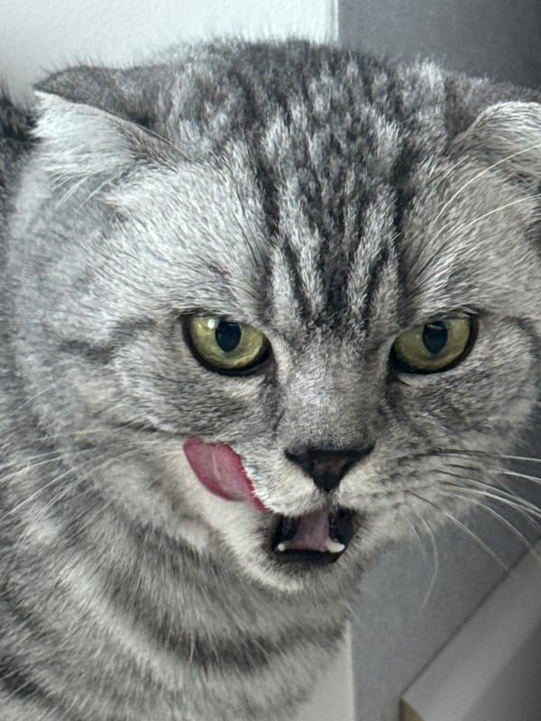 Scottish Fold cat at home, close-ups and full shots