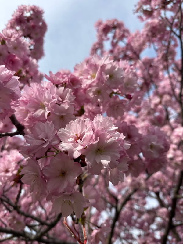 Cherry blossoms bloom in Sofia, Bulgaria