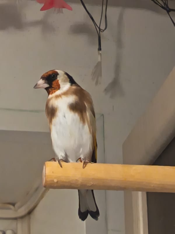 Pet goldfinch and household items documented in Nizhnevartovsk