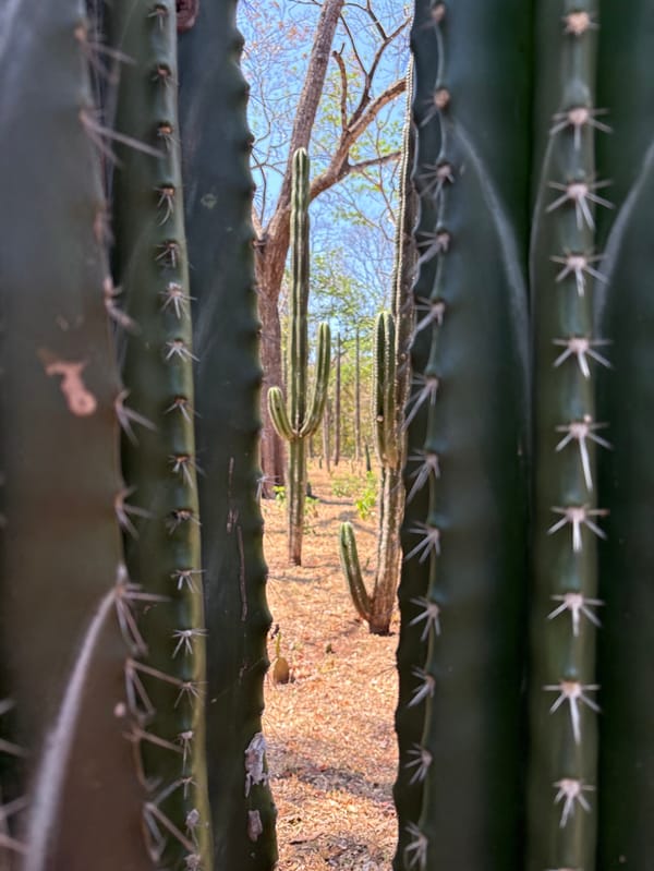 Witness documents columnar cactus stand in Costa Rica