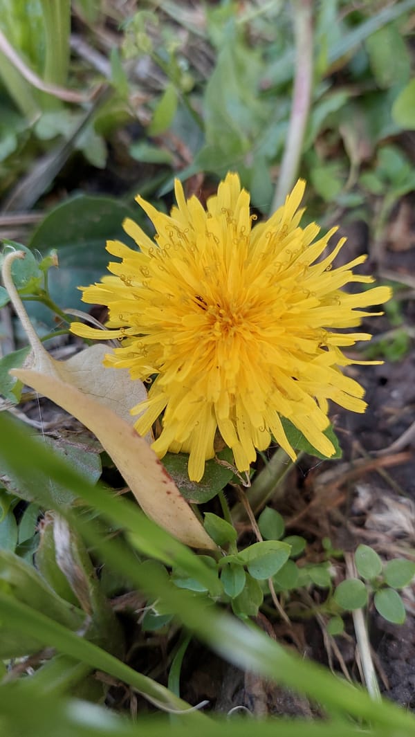 Garden flowers documented by witnesses during afternoon hours
