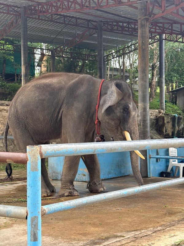 Chained elephant observed in metal enclosure in Chalong, Thailand