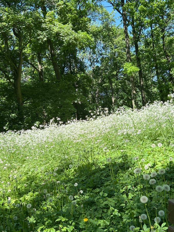 Spring morning documented in Tczew park with wildlife and wildflowers