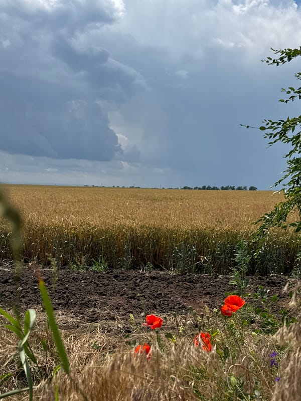 Golden wheat fields and wildflowers near Verkhnedubovskii, Russia