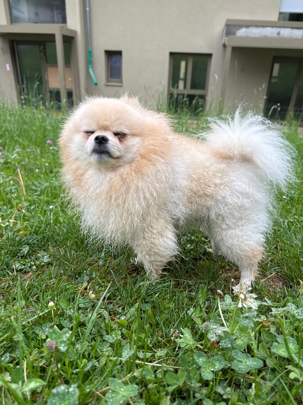 Pomeranian dog enjoys morning rest and play in Bietigheim-Bissingen
