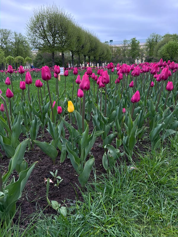 Spring tulips bloom near Smolny Cathedral in Saint Petersburg