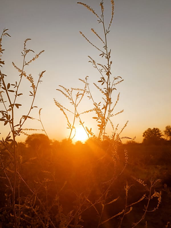 Golden hour in rural Volodymyrivske, Ukraine