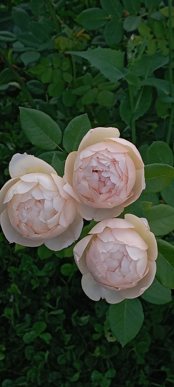 Close-up rose photography, multiple blooms and angles