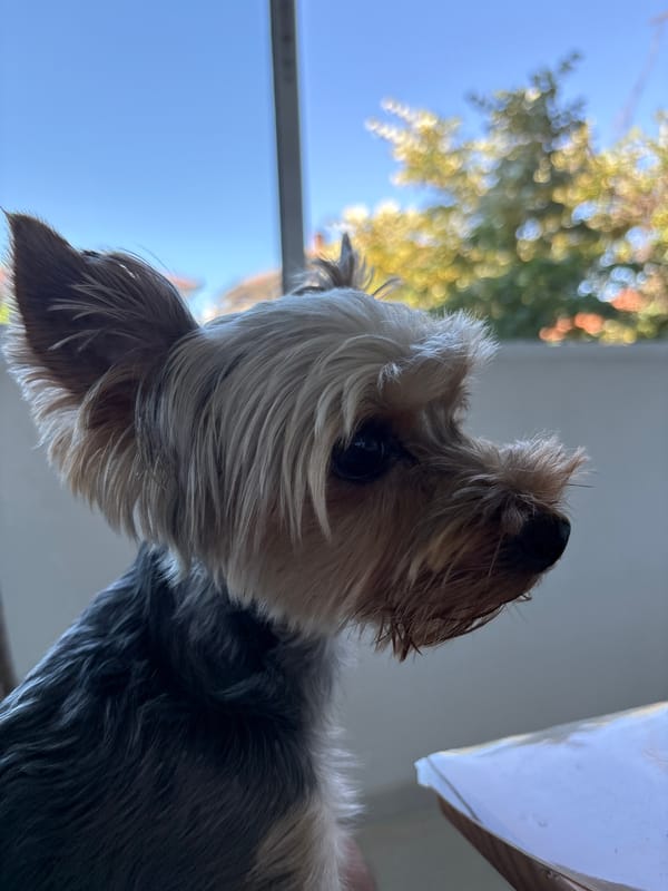 Morning with Yorkshire Terrier in sunny Plovdiv