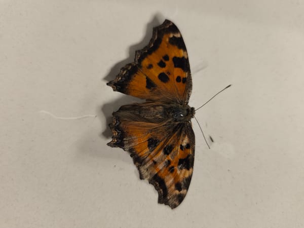 Orange butterfly with black patterns photographed resting on surface