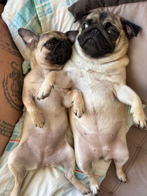 Two pugs nap the day away at home