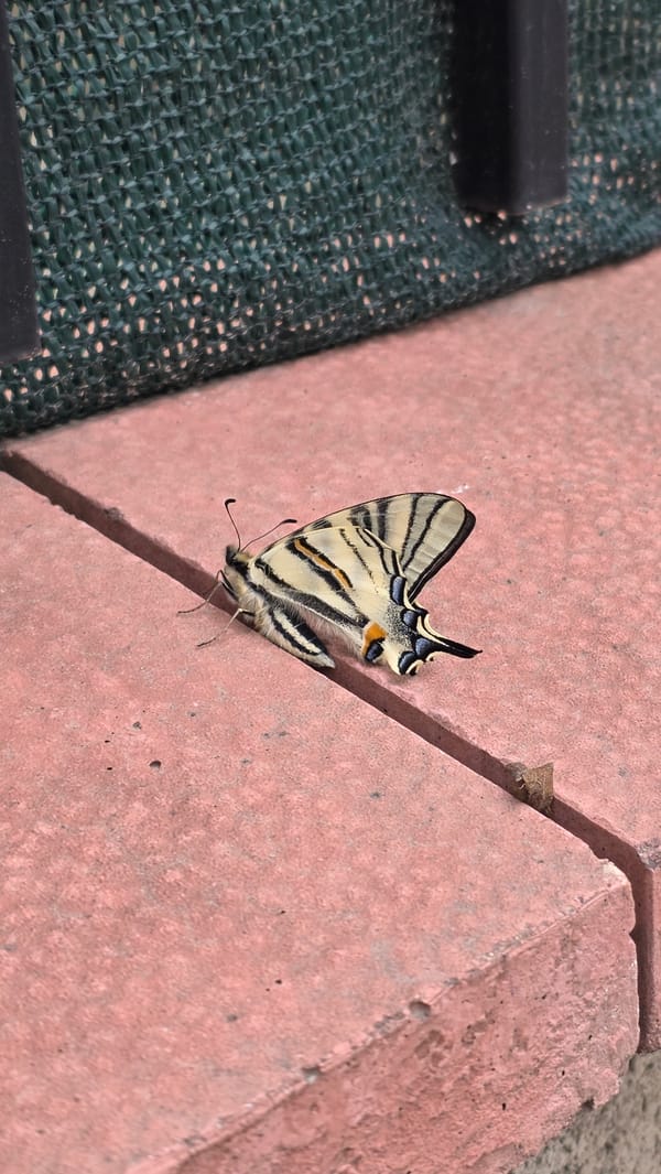 Butterfly sighting and indoor selfie captured in Dobrich, Bulgaria