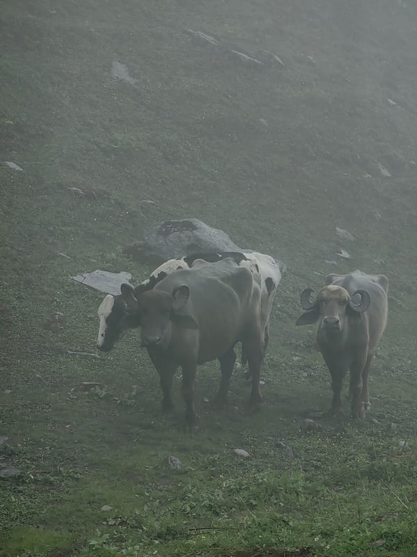 Buffalo, mist, and mountain camps in Burwa's highland valley