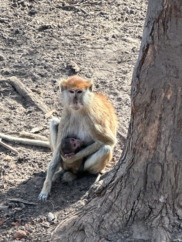 Mother monkey cradles baby under tree in rural Senegal
