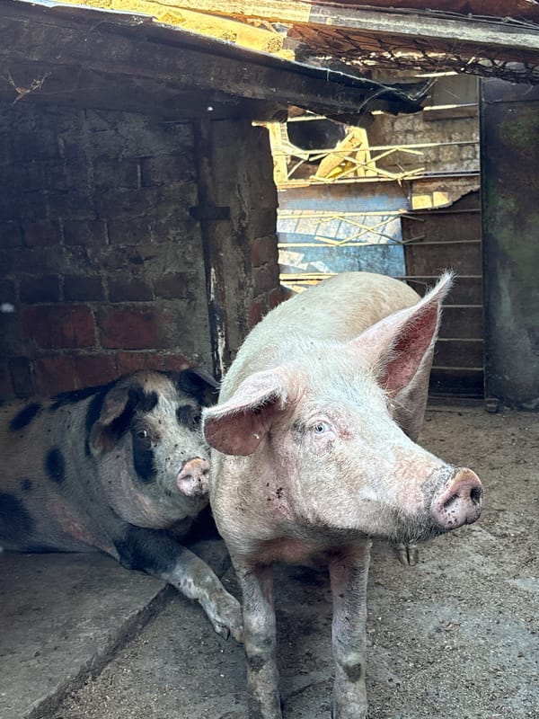 Two pigs in a rustic brick barn in rural Bulgaria.