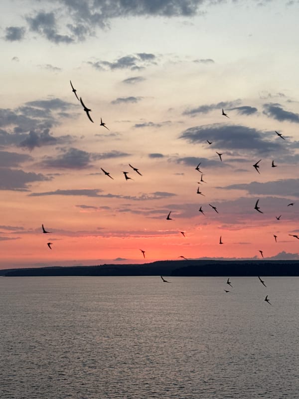 Birds in flight over a Votkinsk lake at sunset