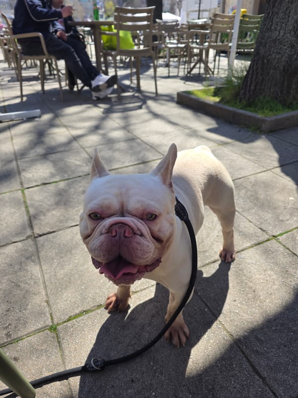 French bulldog spotted on sunny day in Dupnitsa
