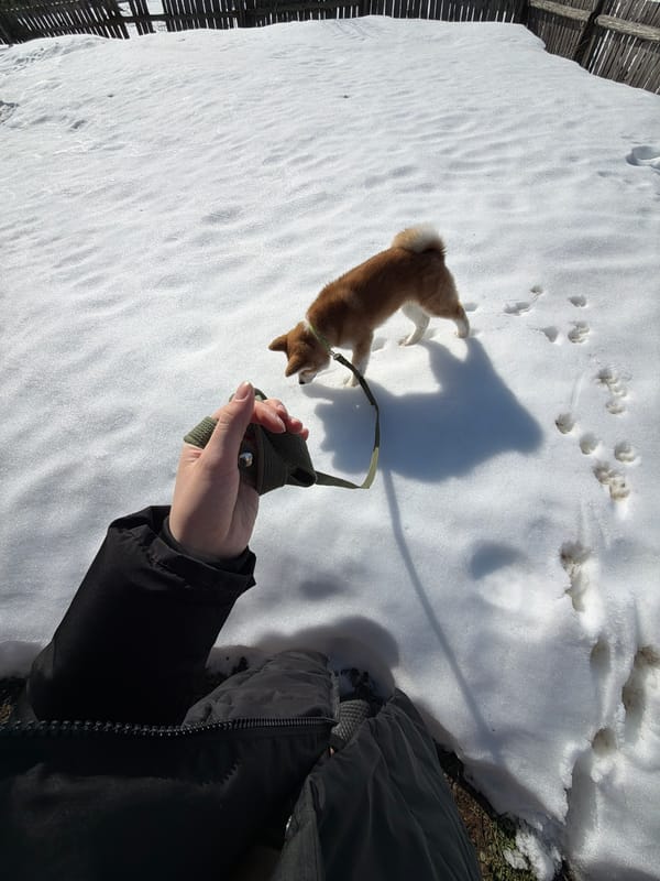 Family moments with pets captured in Chaikovsky Russia