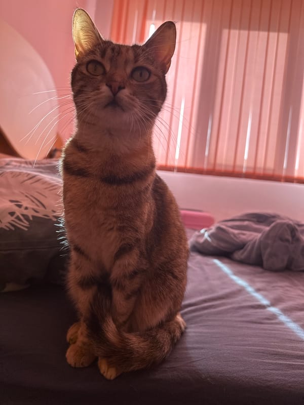 Tabby cat photographed resting in Varna, Bulgaria