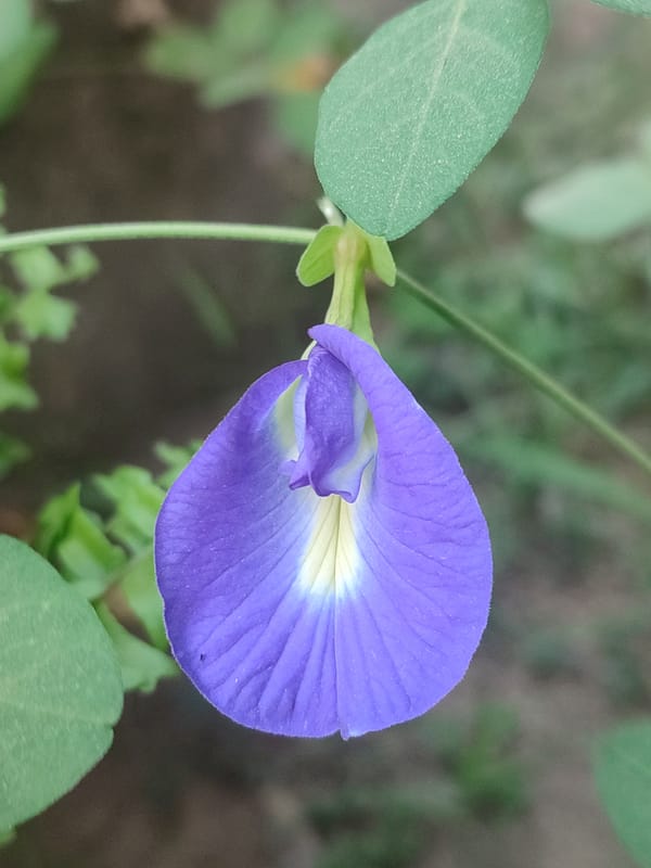 Close-up botanical series of wild flowers in Blang Cut, Indonesia