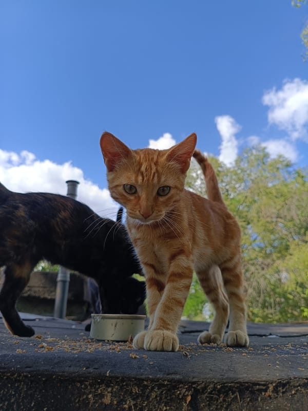 Rooftop cats and a calm sunny waterfront on a summer afternoon