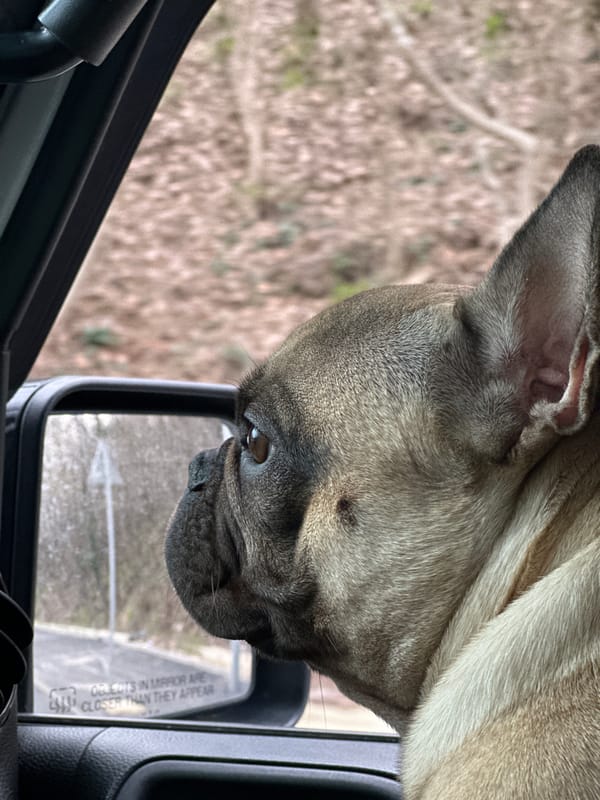French Bulldog investigates car mirror in Varna