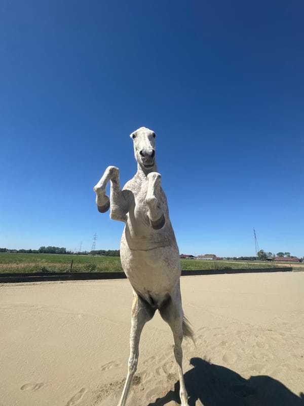 Horse displays natural behaviors in Belgian riding arena