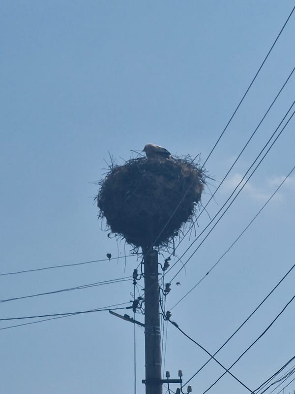 Bird nest on utility pole, art on yellow wall observed