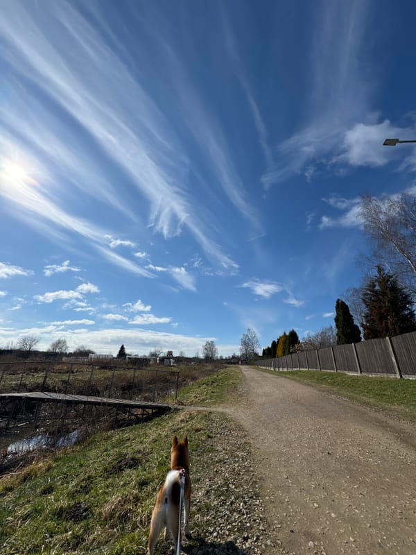Dog walker spotted with Shiba Inu in Carnikava Latvia