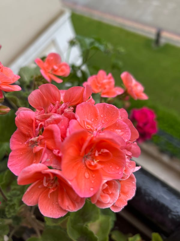 Morning dew covers colorful geraniums on Plovdiv balcony