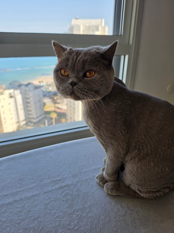 Gray British Shorthair cat rests on floral surface