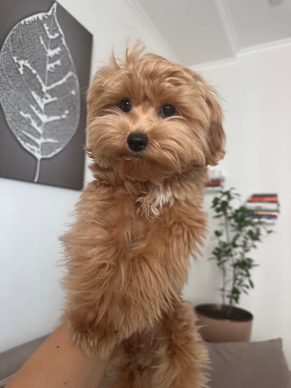 Small fluffy dog photographed with human hand in Surgut