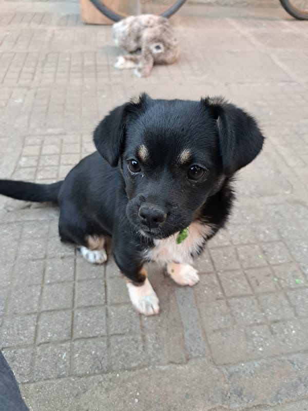 Puppies filmed playing with toys in Bulgarian village