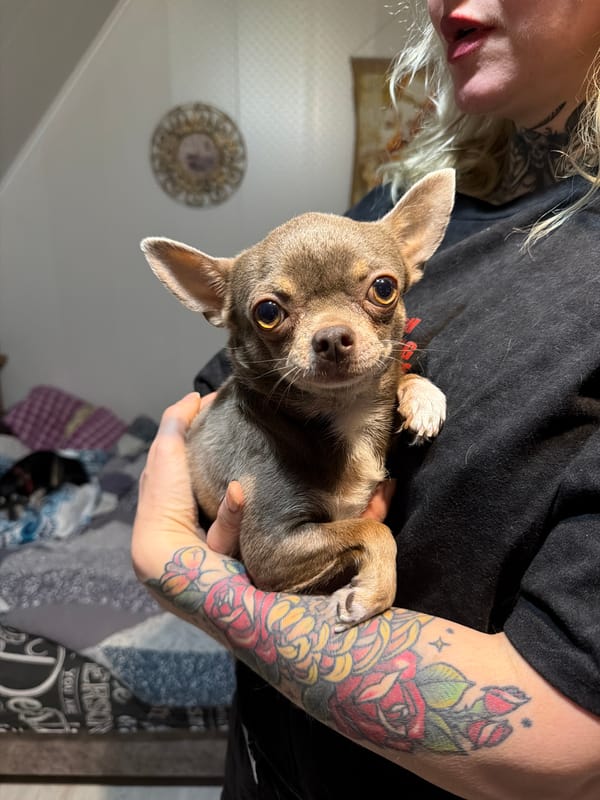 Person holds brown chihuahua in Koshelevichi, Russia