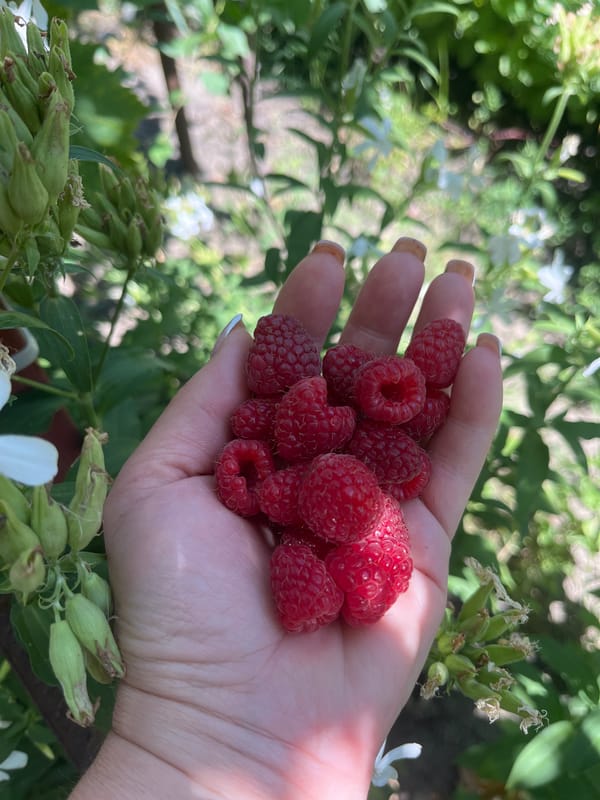 Summer berry picking and a terrier in a Stavropol garden